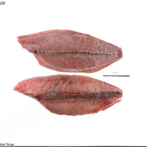 Tuna