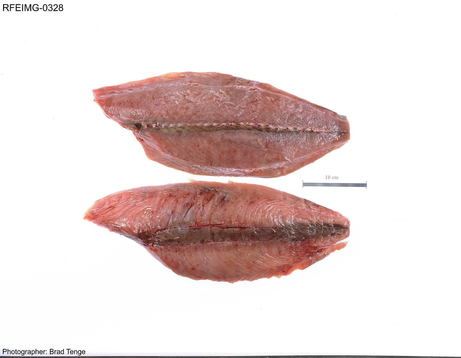 Tuna