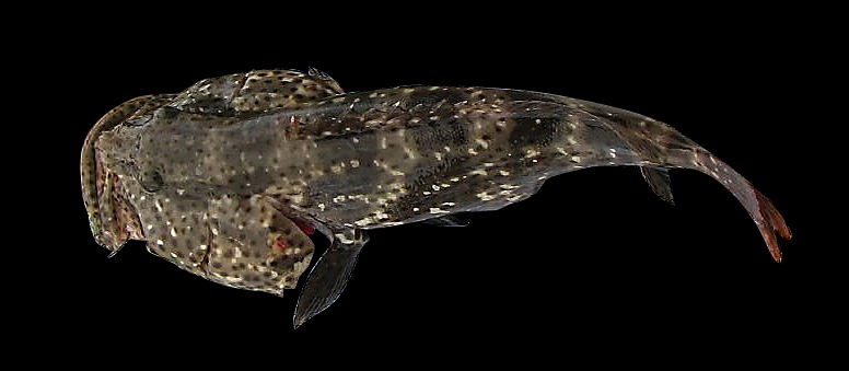 Grouper