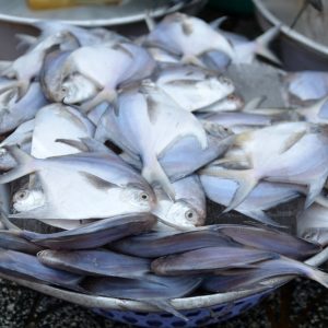 Bawal Laut