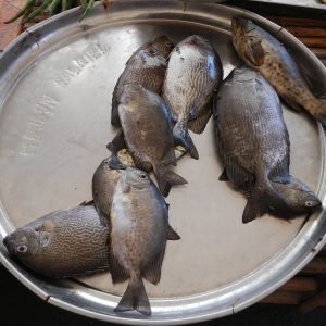 Baronang