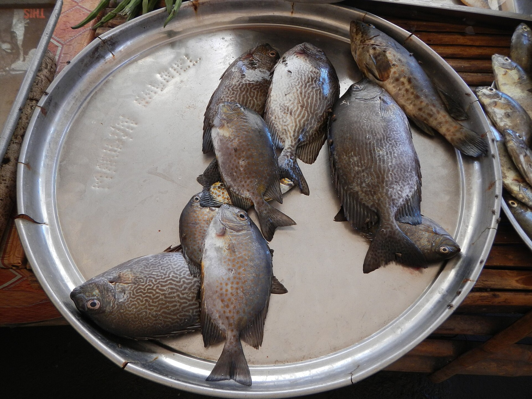 Rabbitfish (Baronang)