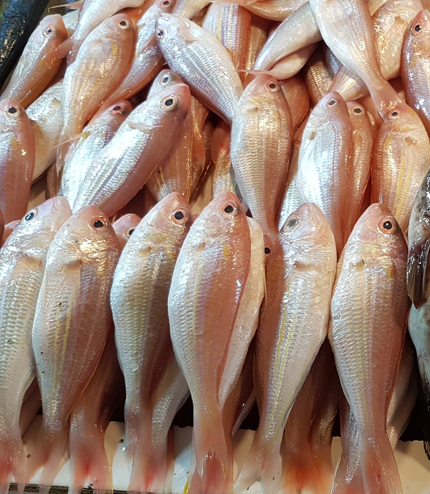 Threadfin Bream (Kurisi)