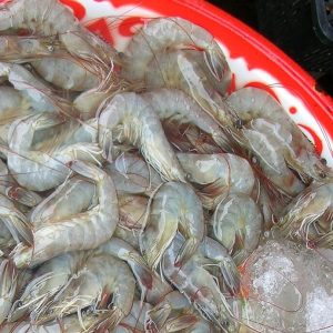 Udang Vannamei