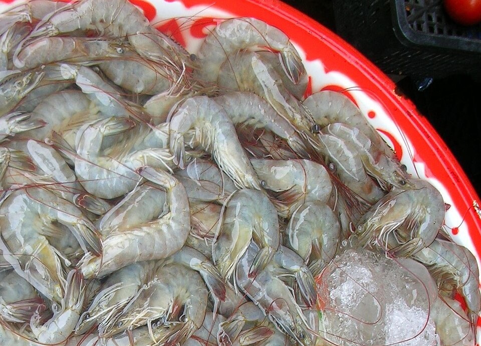 Vannamei Shrimp