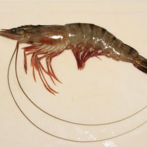 Udang Windu