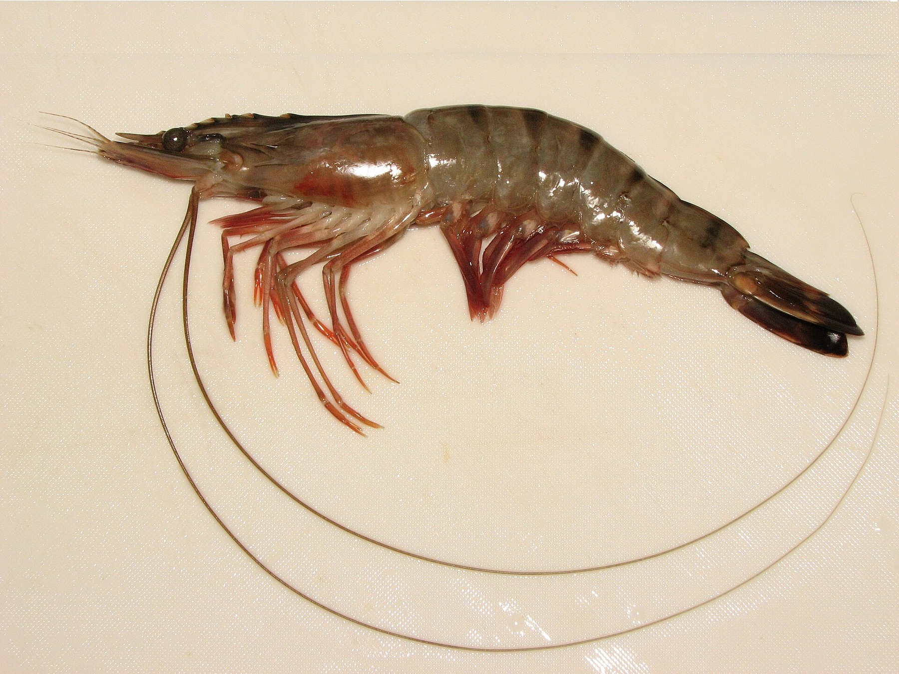 Tiger Prawn