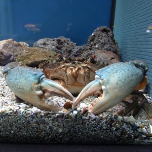 Kepiting Bakau