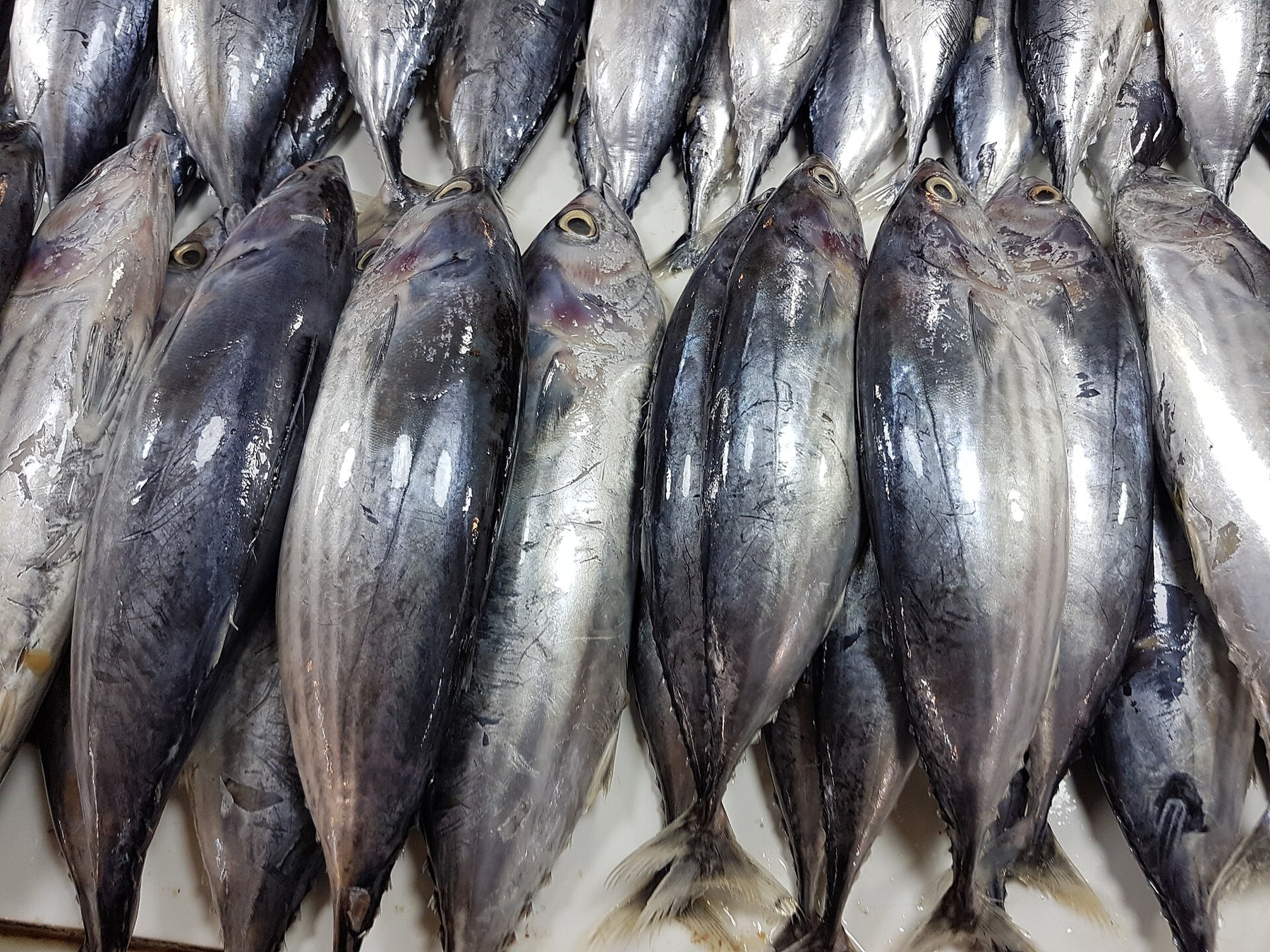 Skipjack (Cakalang)