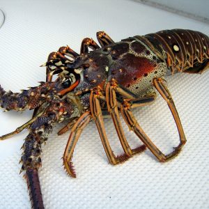 Lobster Konsumsi