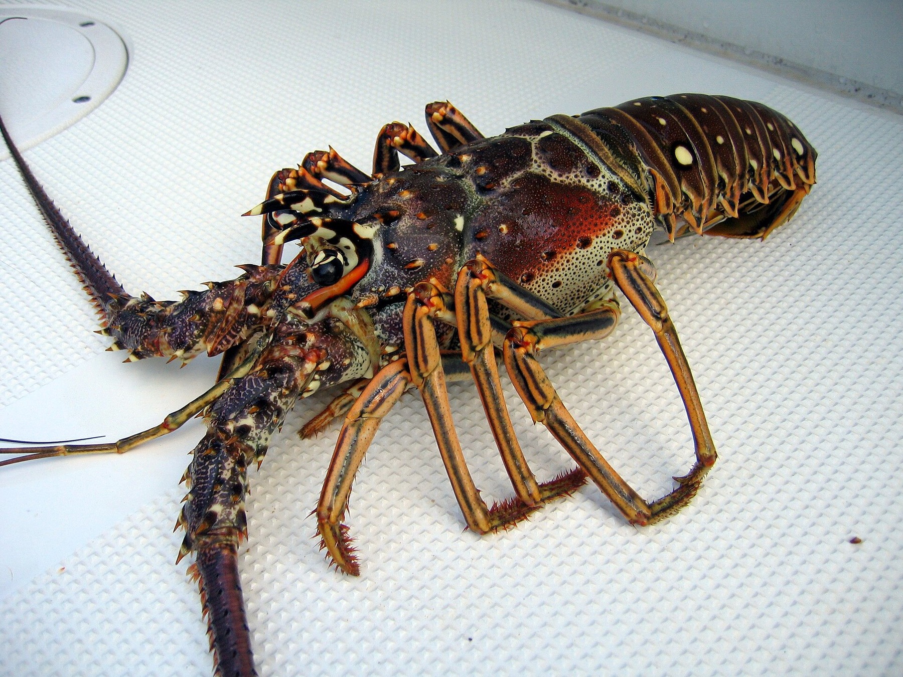 Baby Lobster (Food Supply)