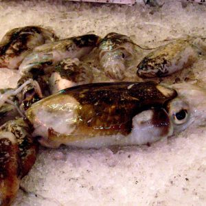 Sotong