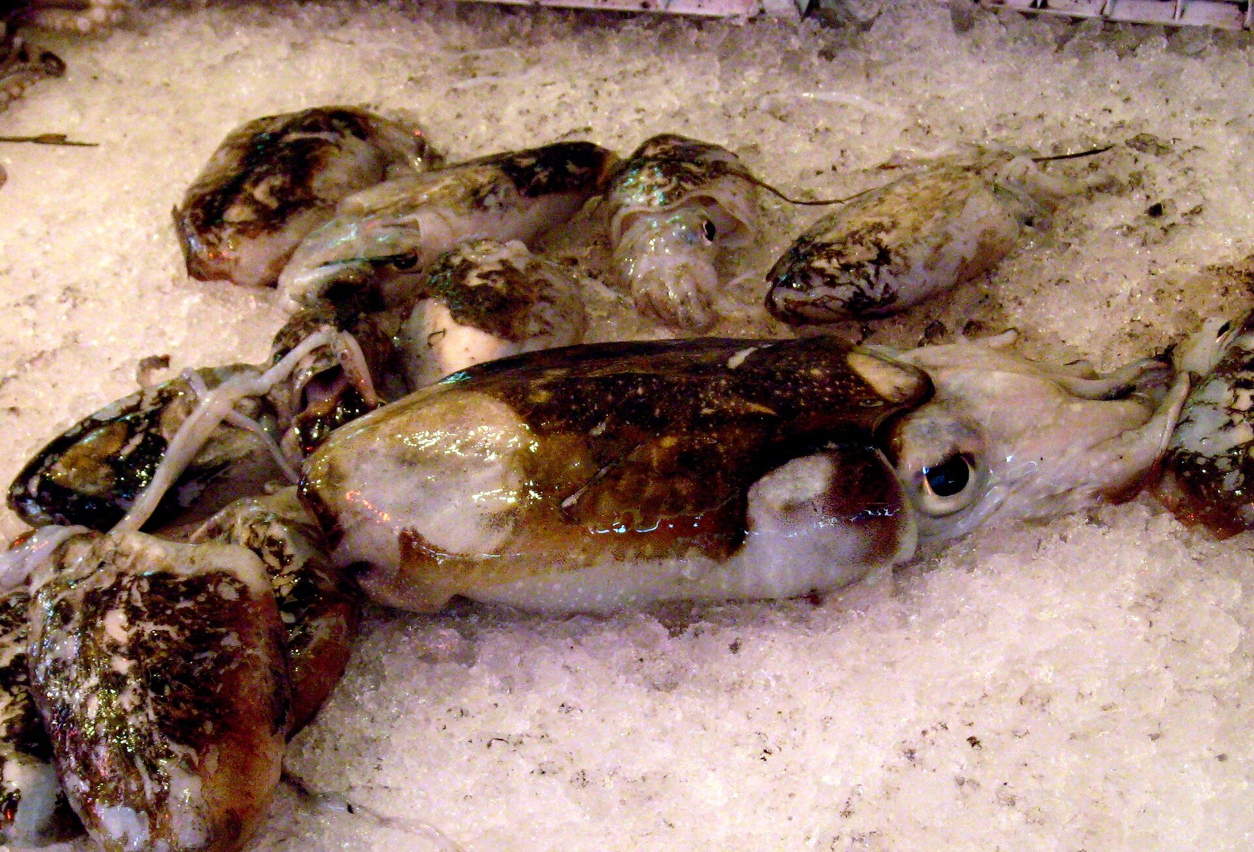 Cuttlefish