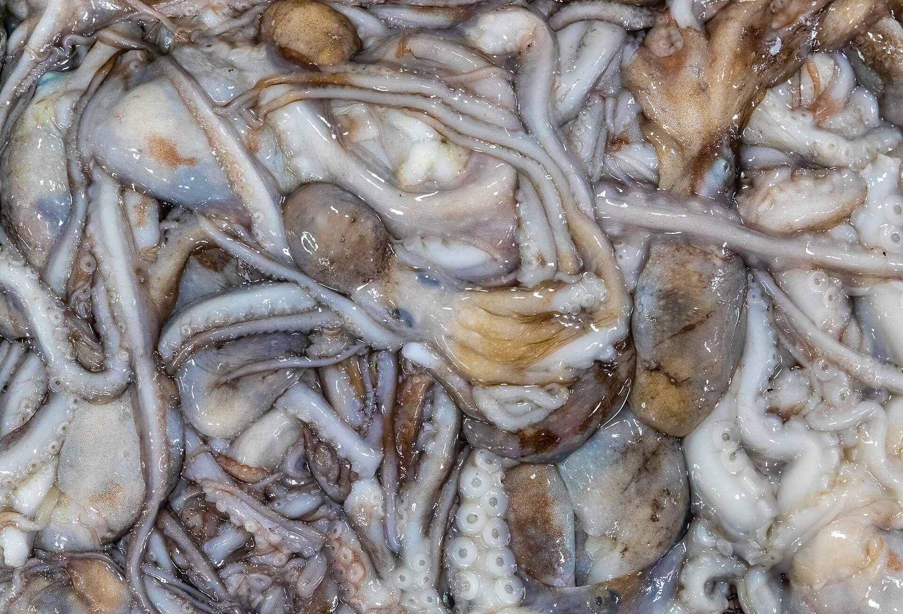 Octopus