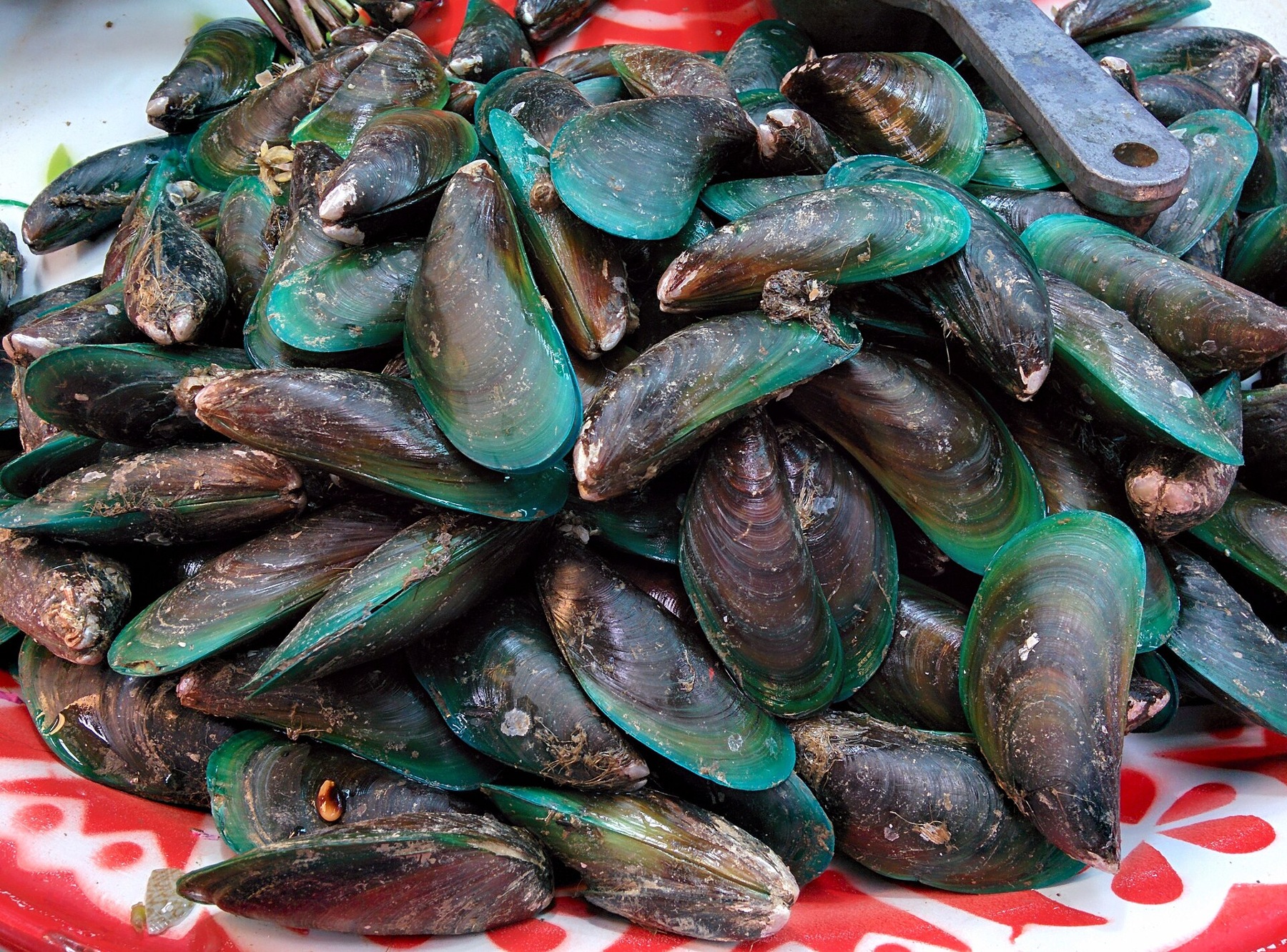 Green Mussel