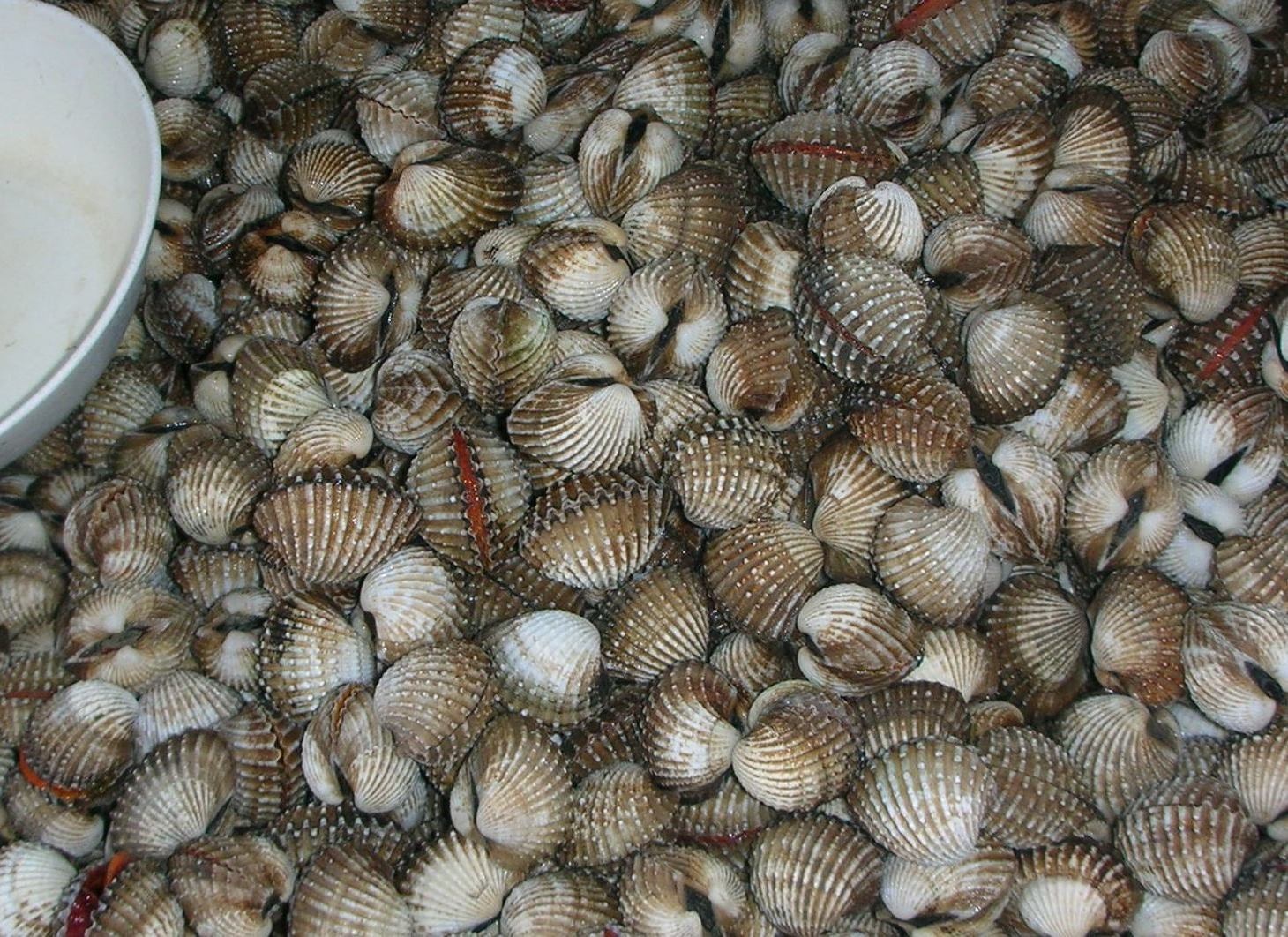 Blood Cockle