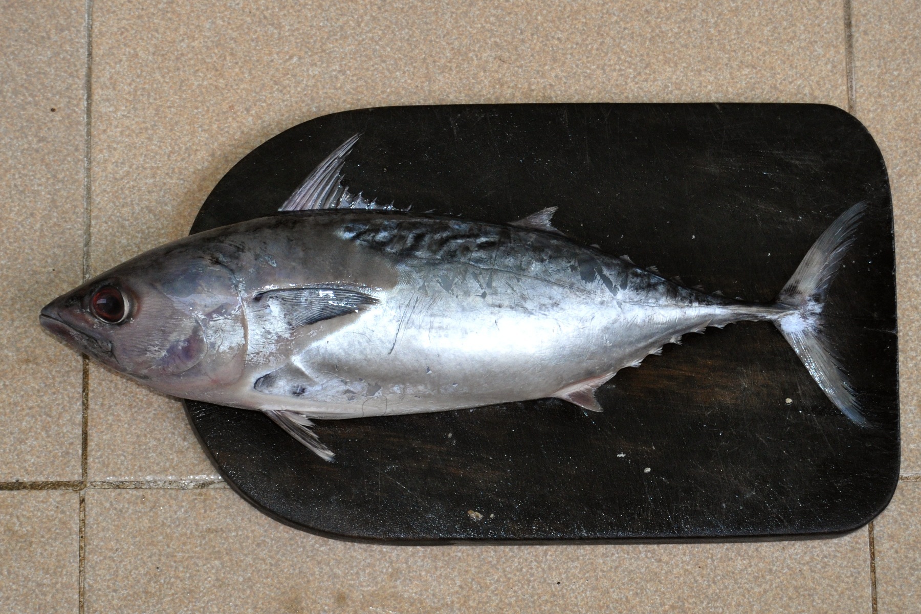 Tongkol