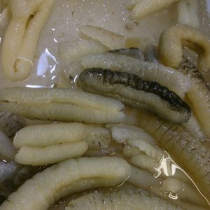 Teripang