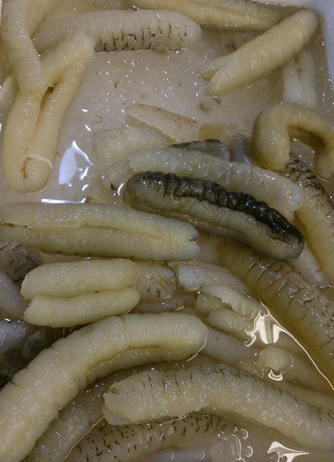 Sea Cucumber