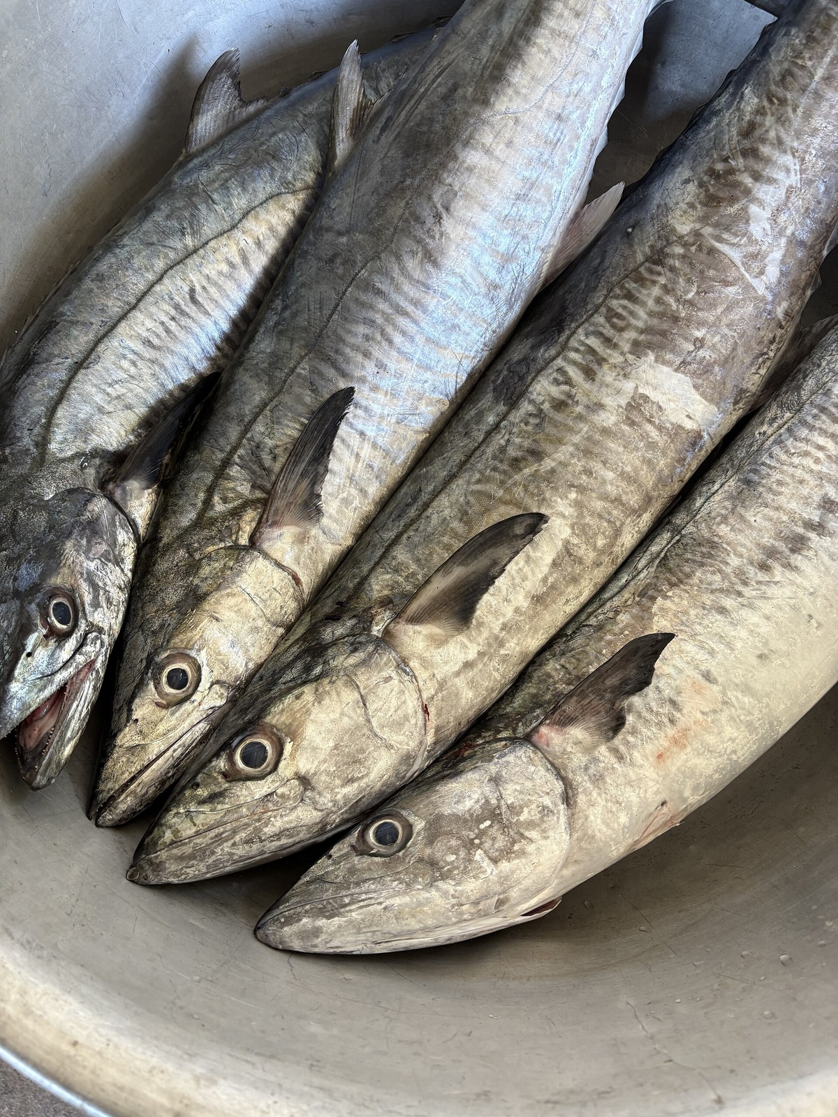 Spanish Mackerel (Tenggiri)