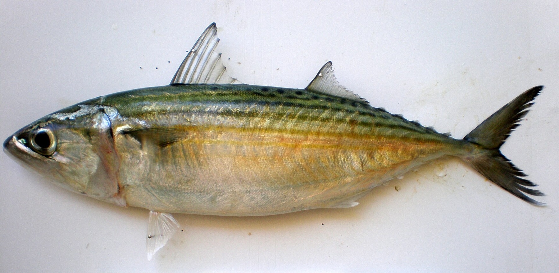 Mackerel (Kembung)