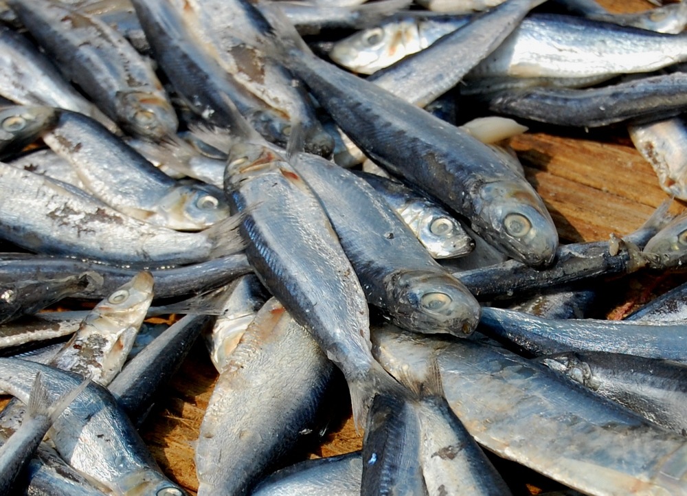 Sardine / Lemuru