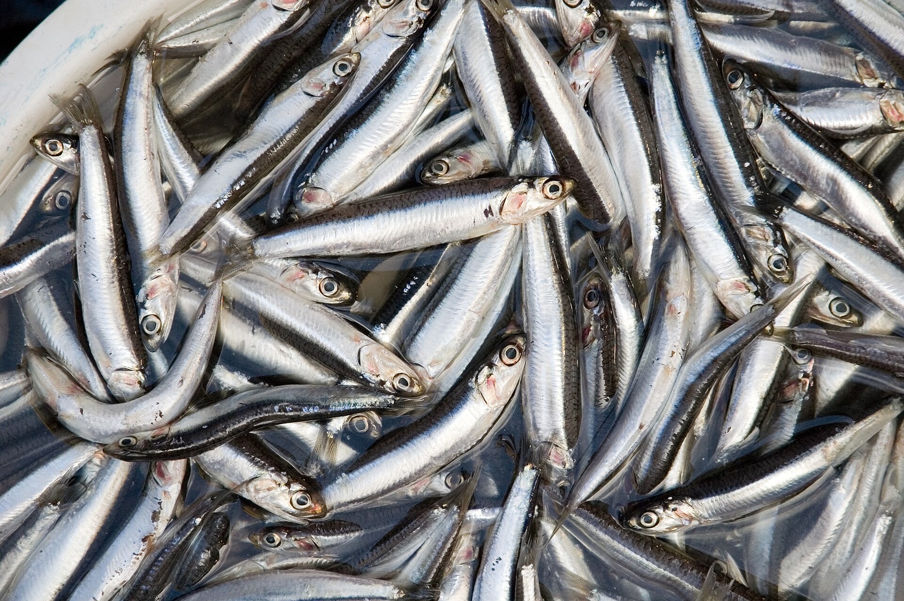 Anchovy (Teri)