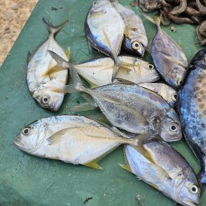 Ikan Kuwe