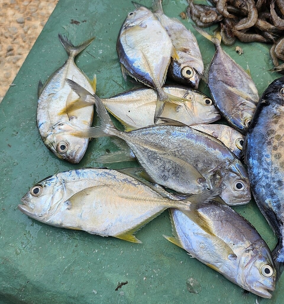 Ikan Kuwe